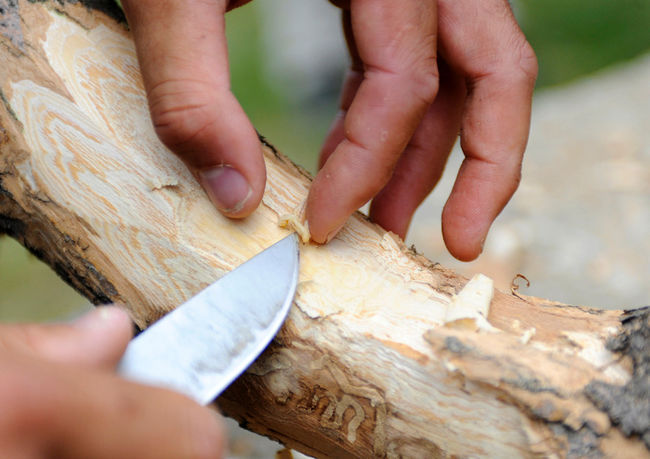 L’agrile du frêne peut rapidement entraîner la mort des frênes.