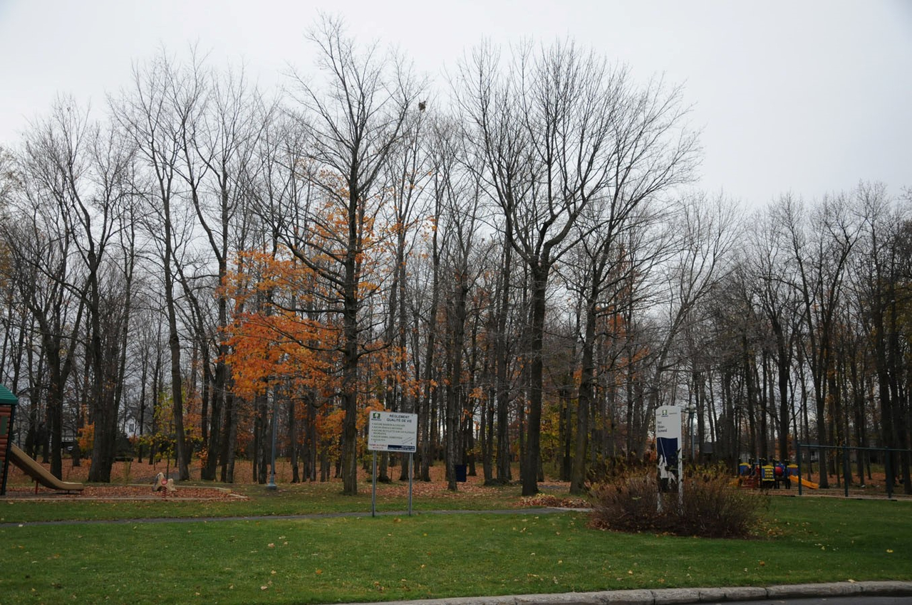 Une centaine de frênes abattus à Boisbriand 