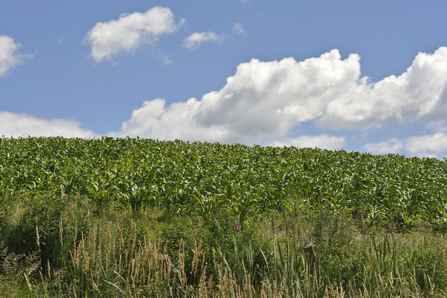 Plan de développement de la zone agricole: Québec salue le travail de Mirabel 
