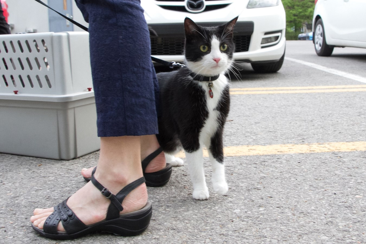 Surpopulation des chats errants: elles offrent une solution gagnante et responsable