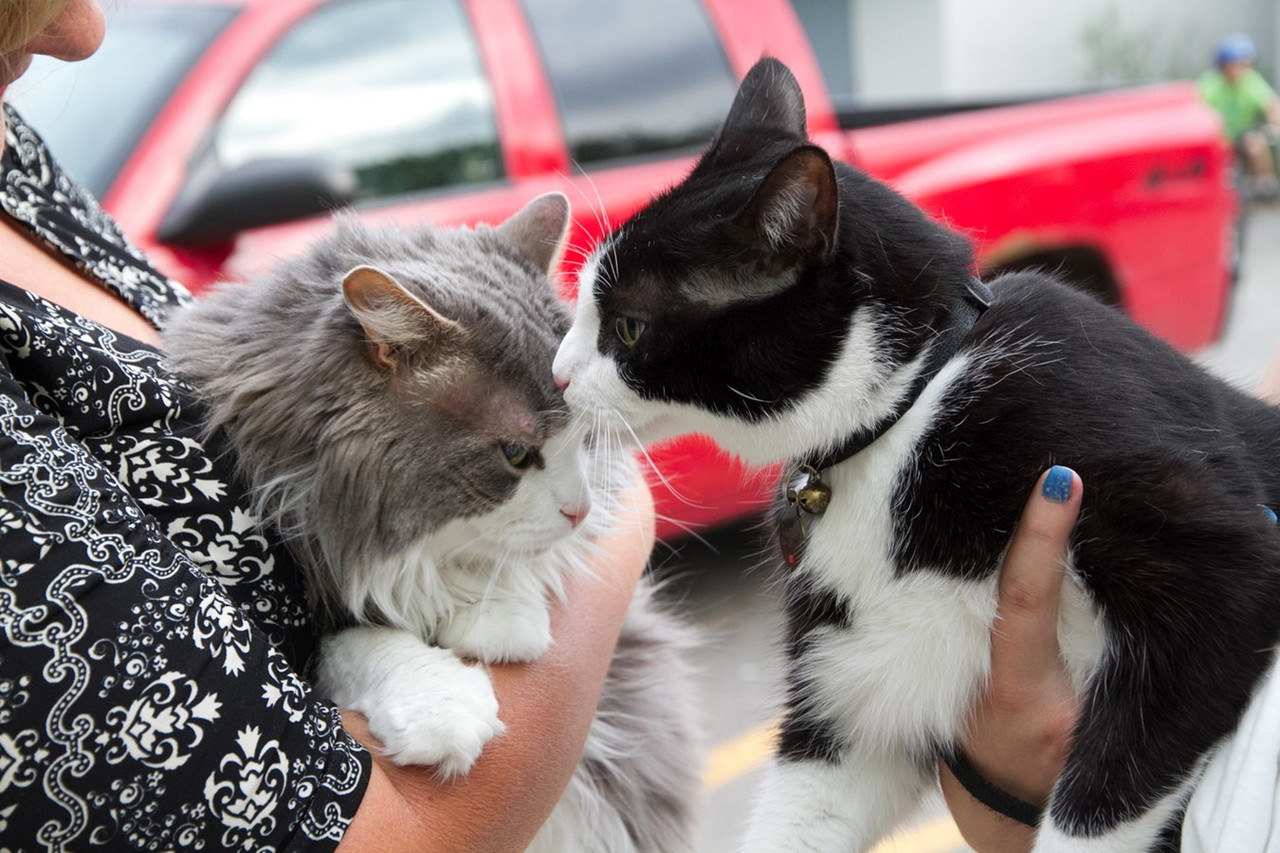 Surpopulation des chats errants: elles offrent une solution gagnante et responsable