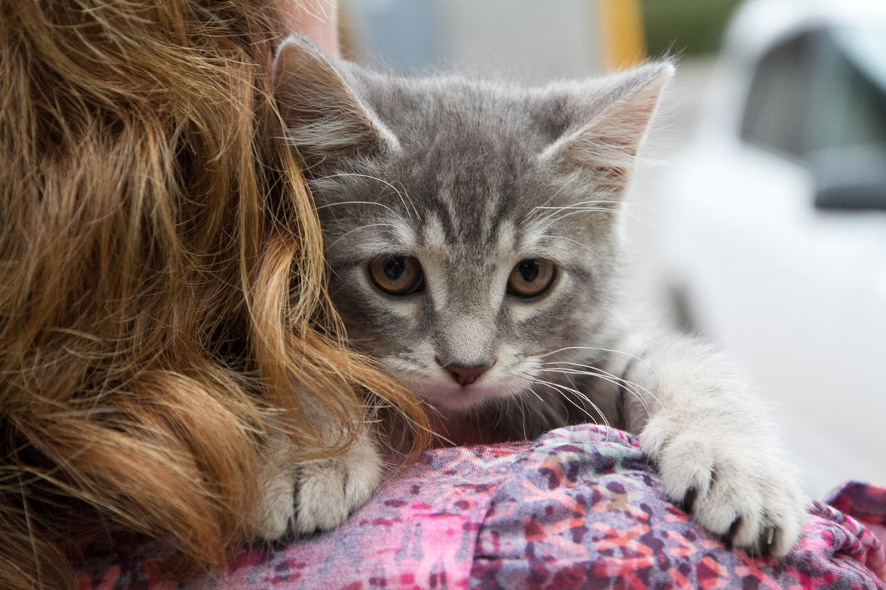 Surpopulation des chats errants: elles offrent une solution gagnante et responsable