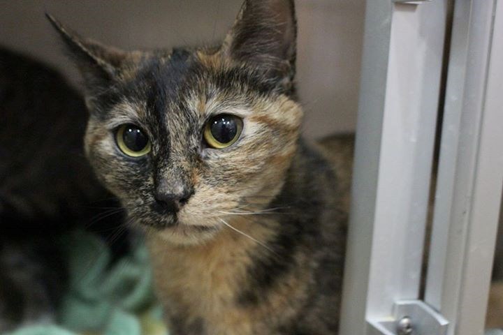 Gros week-end d'adoption à la SPCA Laurentides-Labelle