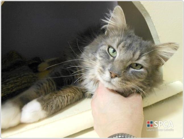 Gros week-end d'adoption à la SPCA Laurentides-Labelle