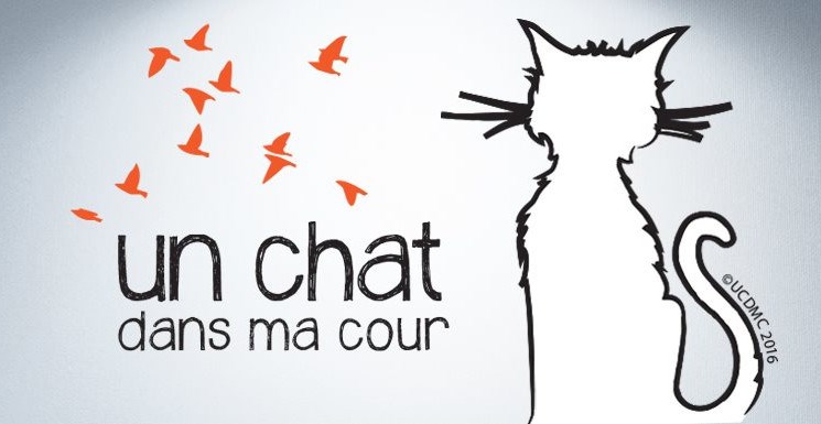 L’organisme Un chat dans ma cour voit le jour à Lorraine pour un contrôle éthique des chats errants
