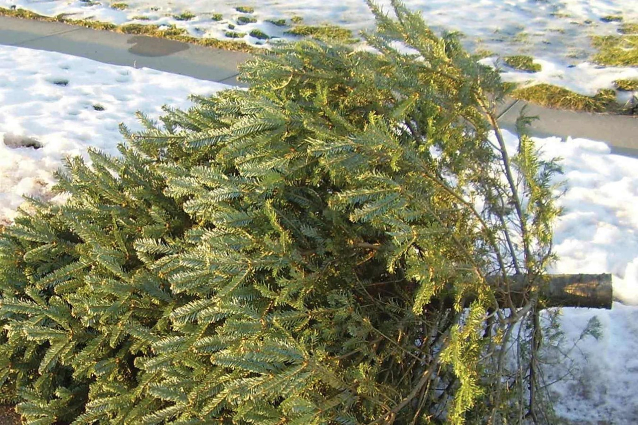 Arbressence récupère 25 000 sapins de Noël