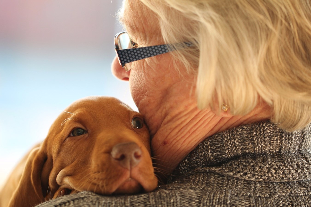 Médailles pour chiens: Saint-Colomban implante la gratuité pour les 60 ans ou plus