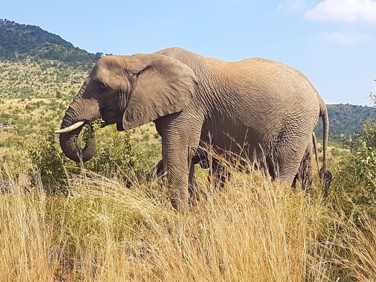 Les stagiaires en santé animale du Collège Lionel-Groulx de retour d’Afrique