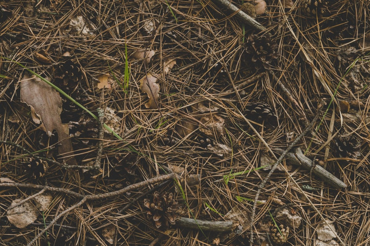 La Ville de Sainte-Thérèse offre à tous les citoyens un service de ramassage de branches