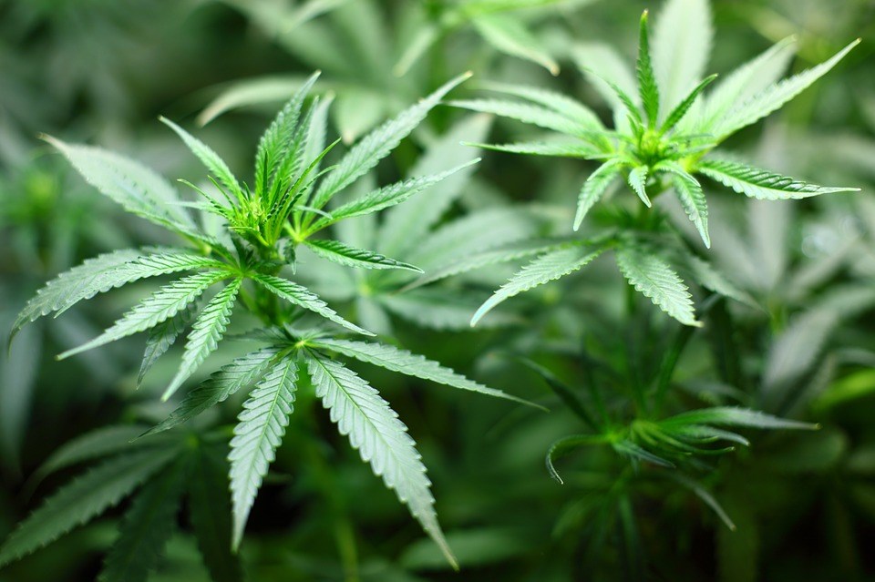 Rosemère dévoile les résultats de son sondage sur le cannabis