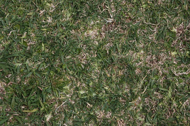 Comment réparer un gazon abîmé?