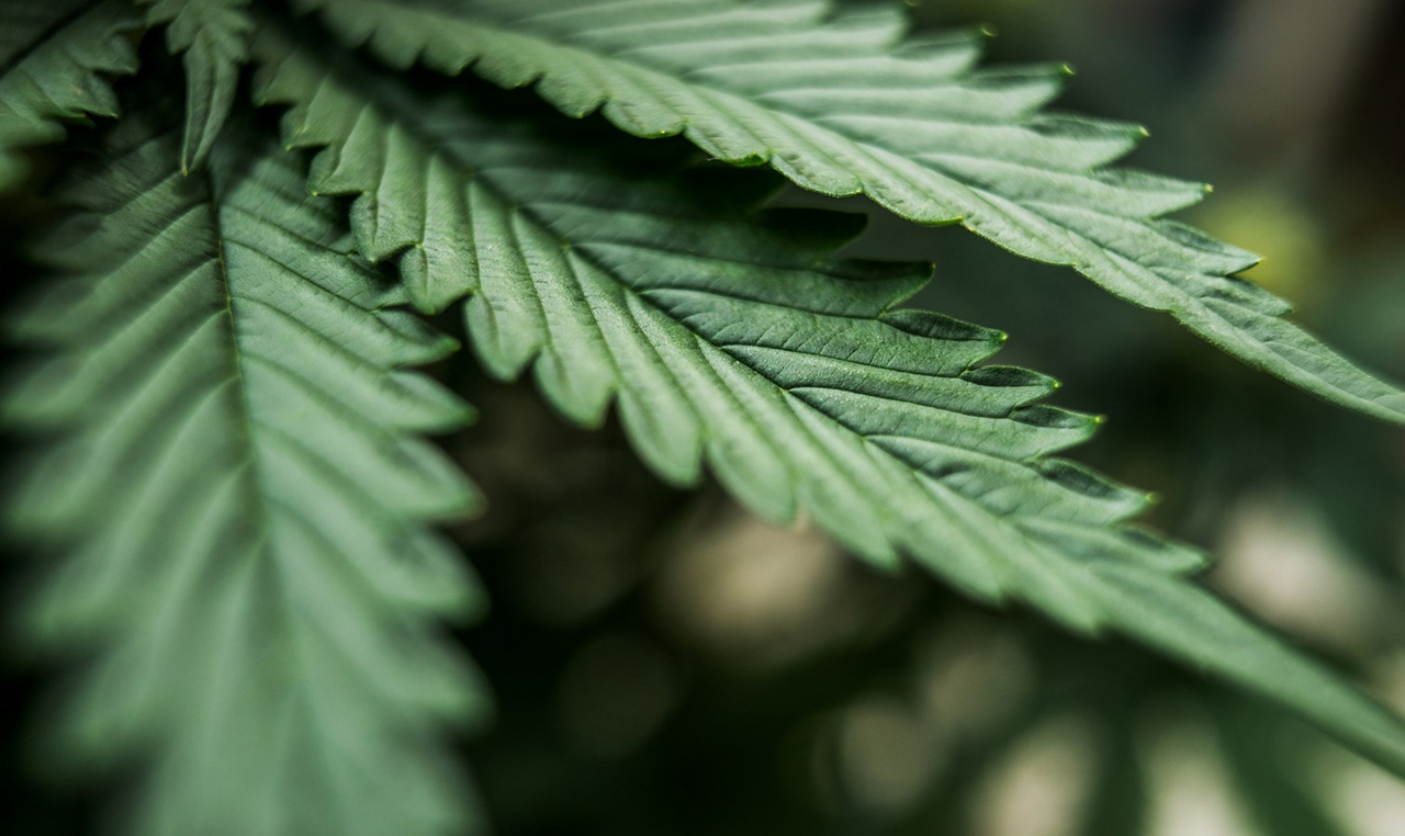 Industrie du cannabis: Inscrivez-vous dès aujourd’hui aux ateliers de formation du Cégep Gérald-Godin