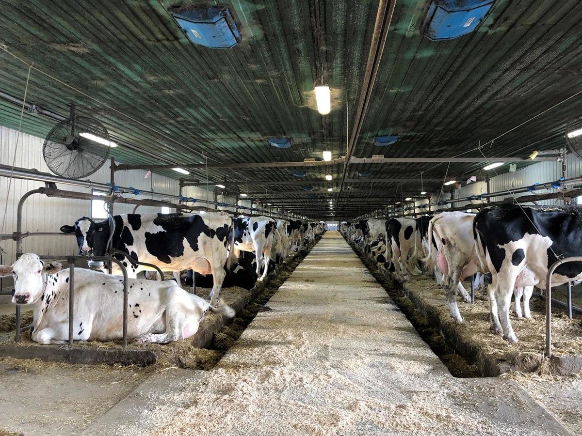 Des fermes des Laurentides participent aux portes ouvertes Mangeons local