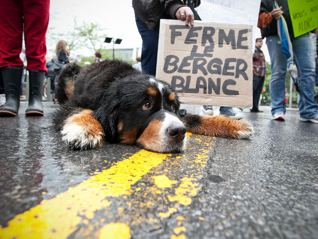 De nombreux manifestants ont demandé la fermeture du Berger Blanc au cours des deux dernières années.