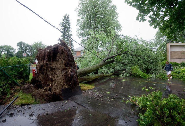 Le mauvais temps et des orages violents ont frappé plusieurs régions du Québec. Dans la province, près de 487 000 abonnés étaient privés d’électricité vers 16 h le vendredi 19 juillet 2013, selon Hydro-Québec. Sur la photo, un arbre arraché sur la rue Grenier dans le quartier Sainte-Rose, à Laval.
MARTIN ALARIE/L'ÉCHO DE LAVAL/AGENCE QMI