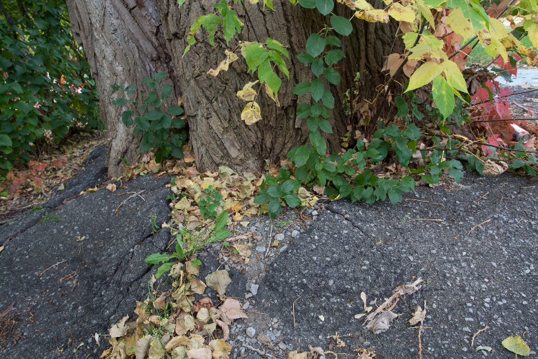 Un gigantesque arbre est en train de craqueler le ciment qui l'entoure. Ses racines se propagent jusqu'au dessous des fondations du CPE Julie-Odette et ses branches lourdes et fragiles menacent la cour du CPE. L'arbre appartient à la Ville de Laval.