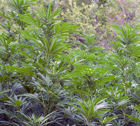 Une entreprise minière de Laval veut réorienter ses activités vers les industries de la marijuana médicale et du chanvre industriel.