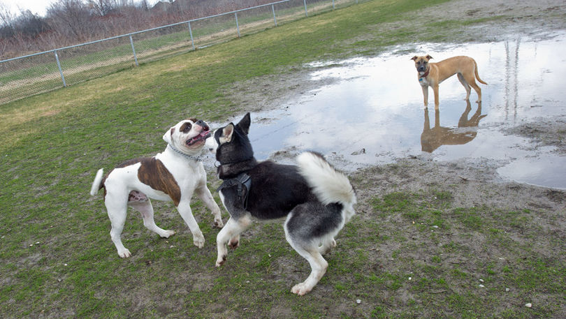 Les chiens s'amusent bien dans l'eau et la boue, au grand dam de leurs maîtres (photo: parc Lausanne)