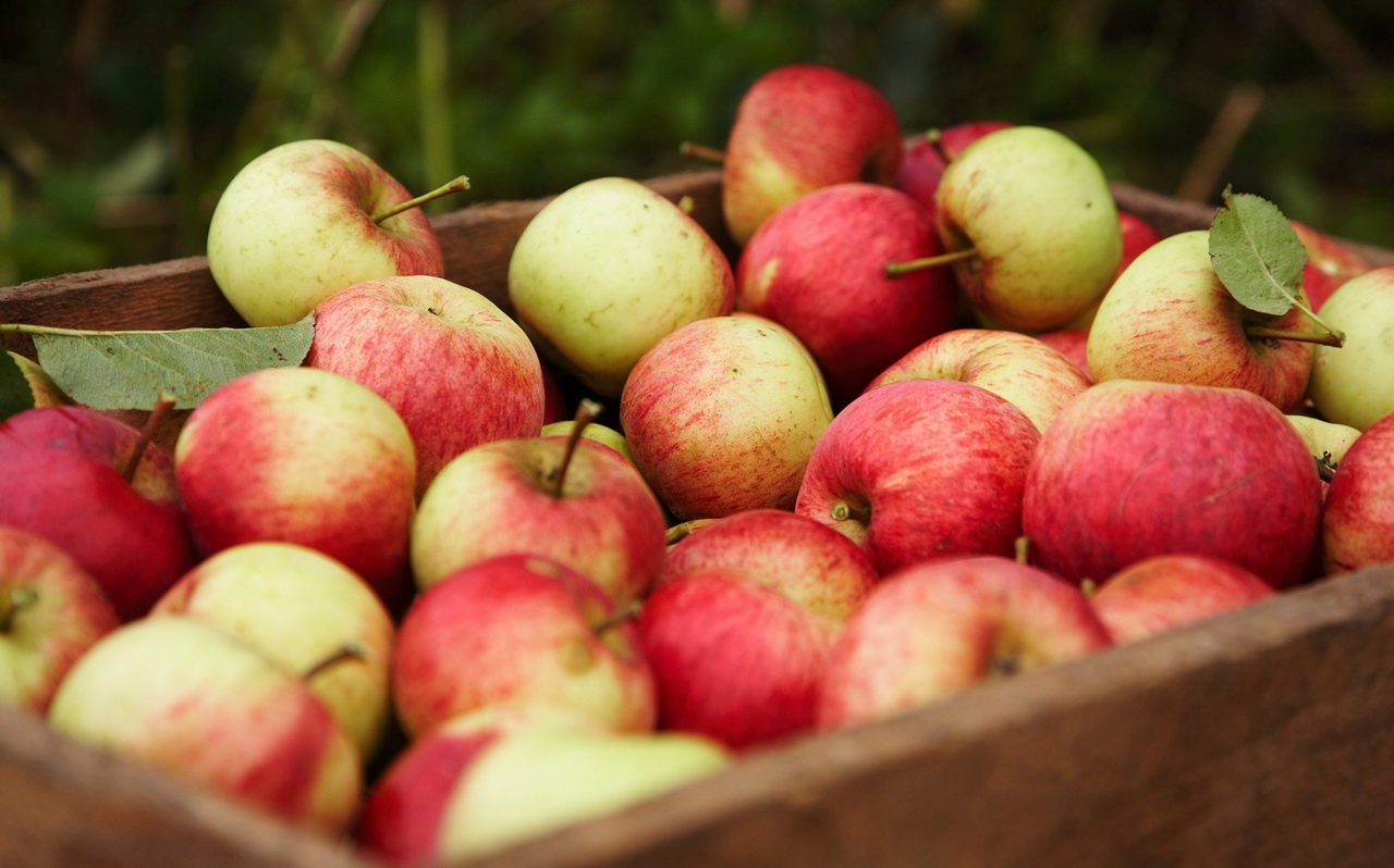 Rappel de pommes Granny Smith et Gala en raison de la bactérie Listeria