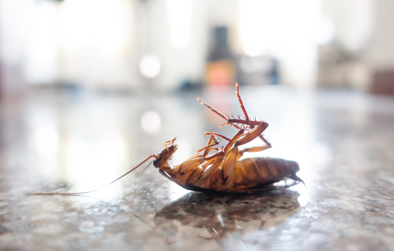 Trouver un exterminateur à petit prix à Laval