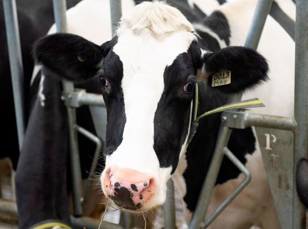 Québec financera la réduction du méthane chez les producteurs laitiers