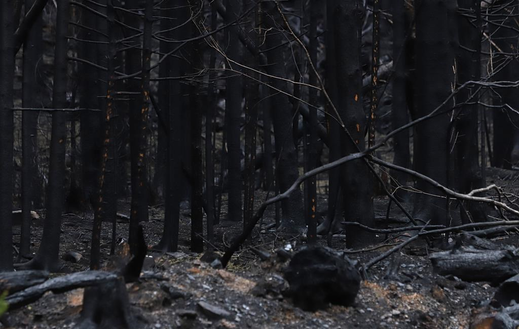 Climat et aménagement des forêts: un vaste chantier est nécessaire