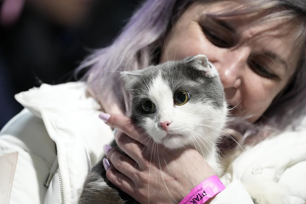 Sherbrooke: arrestation d'un homme pour cruauté envers un chat qui n'a pas survécu