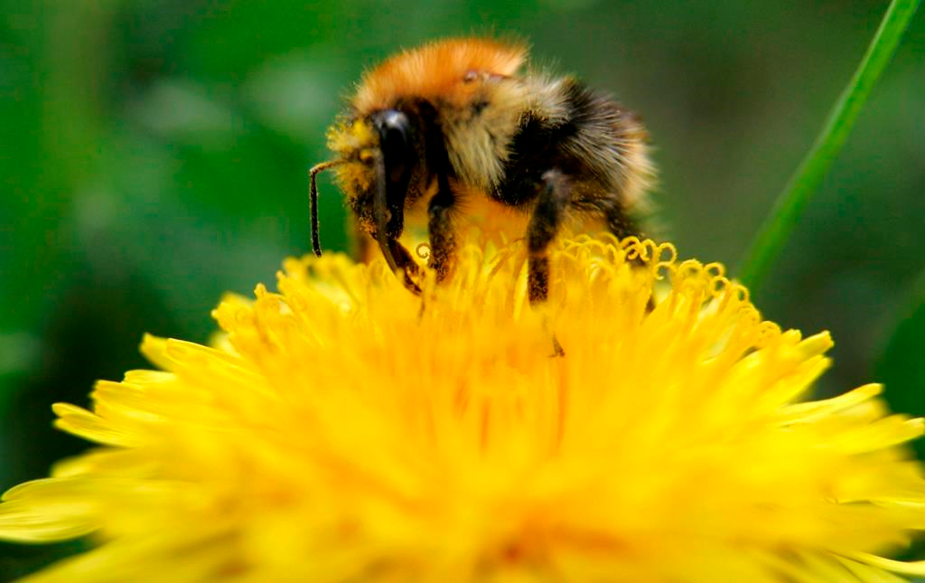 Québec: retour du Défi pissenlits pour favoriser l'essor des insectes pollinisateurs