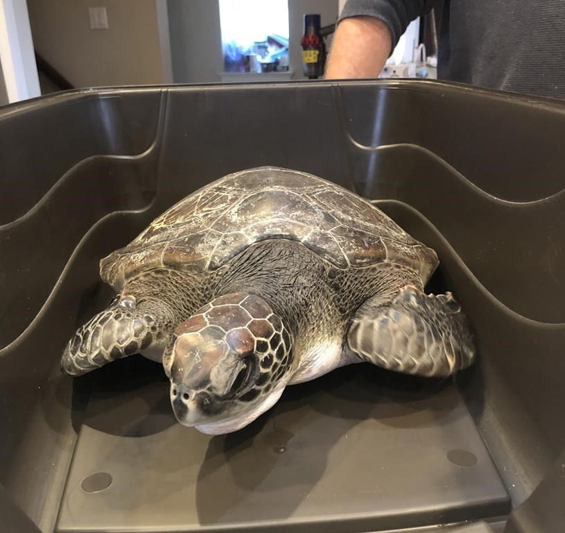 N.-É.: une tortue de mer trouvée sur une plage sauvée et renvoyée vers le sud