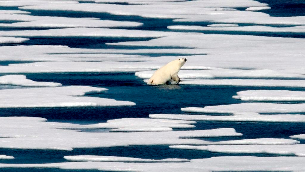 Les ours polaires ne peuvent pas bien s'alimenter sans la banquise, selon une étude