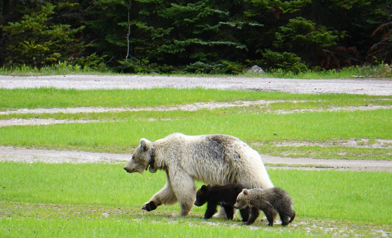 Après la mort d'un ours bien-aimé en C.-B., les experts cherchent à tirer des leçons