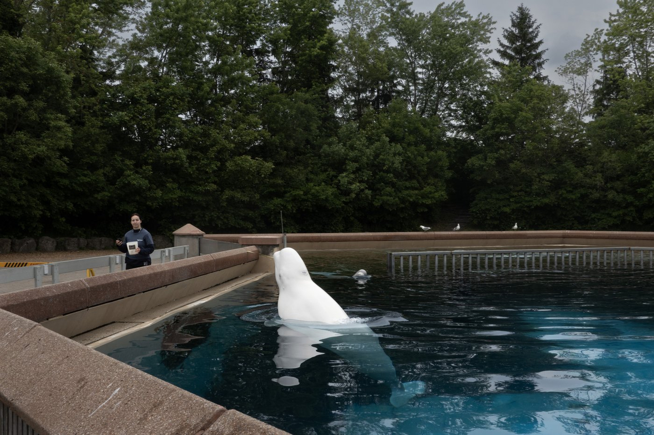 Un autre béluga meurt à Marineland; la qualité de l'eau jugée «acceptable»