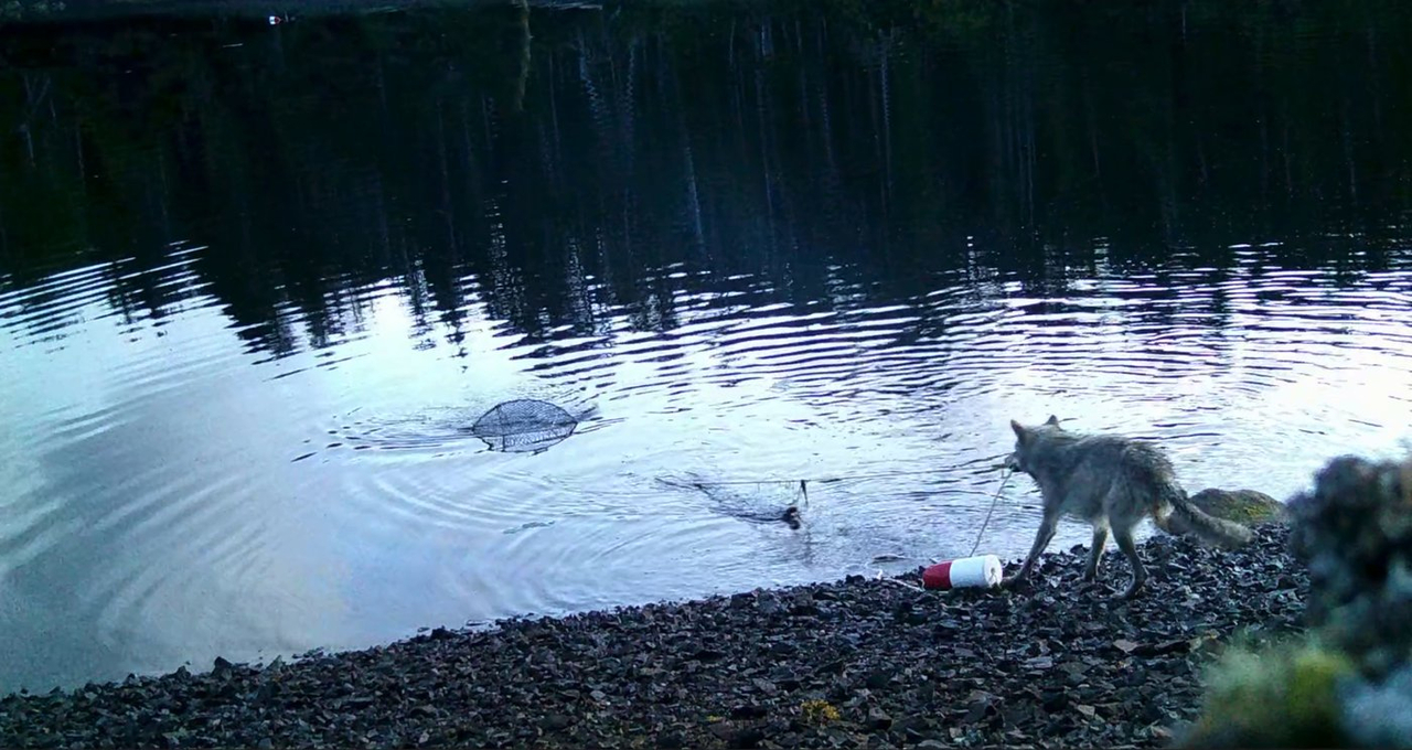 Les loups de C.-B. surpris à utiliser un outil pour remonter des casiers à crabes