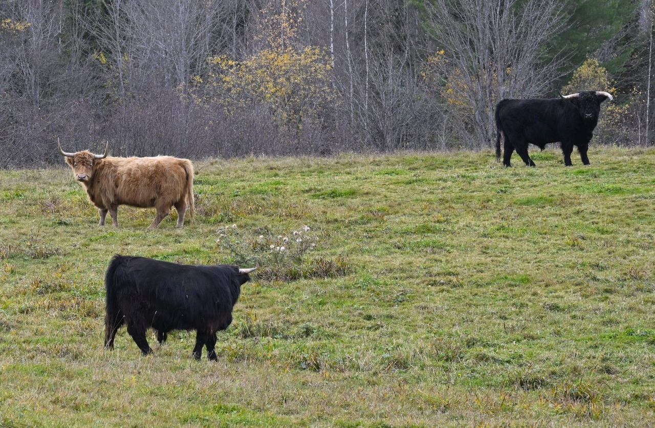 Les excréments de vache peuvent enrichir le sol et réduire les émissions