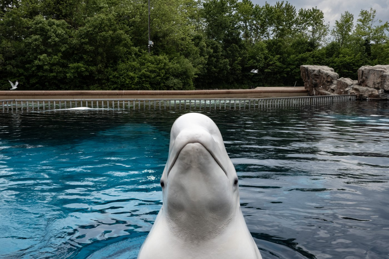 Marineland demande les permis nécessaires pour expédier les derniers bélugas
