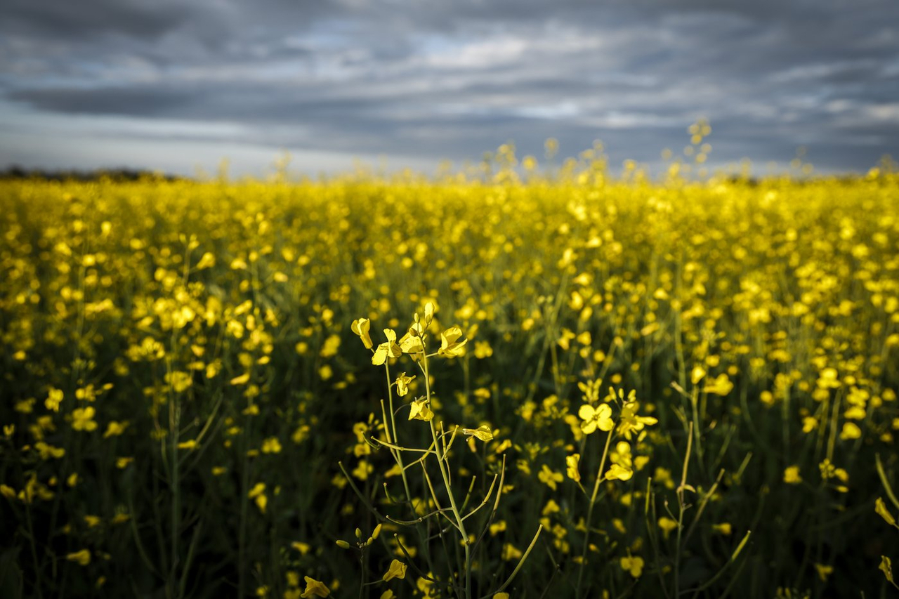 La Chine suspend certains droits de douane sur le canola et les produits de la mer