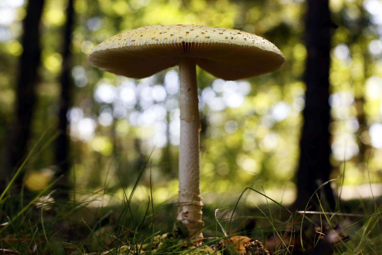 Les États-Unis imposent des droits de douane sur les champignons frais du Canada