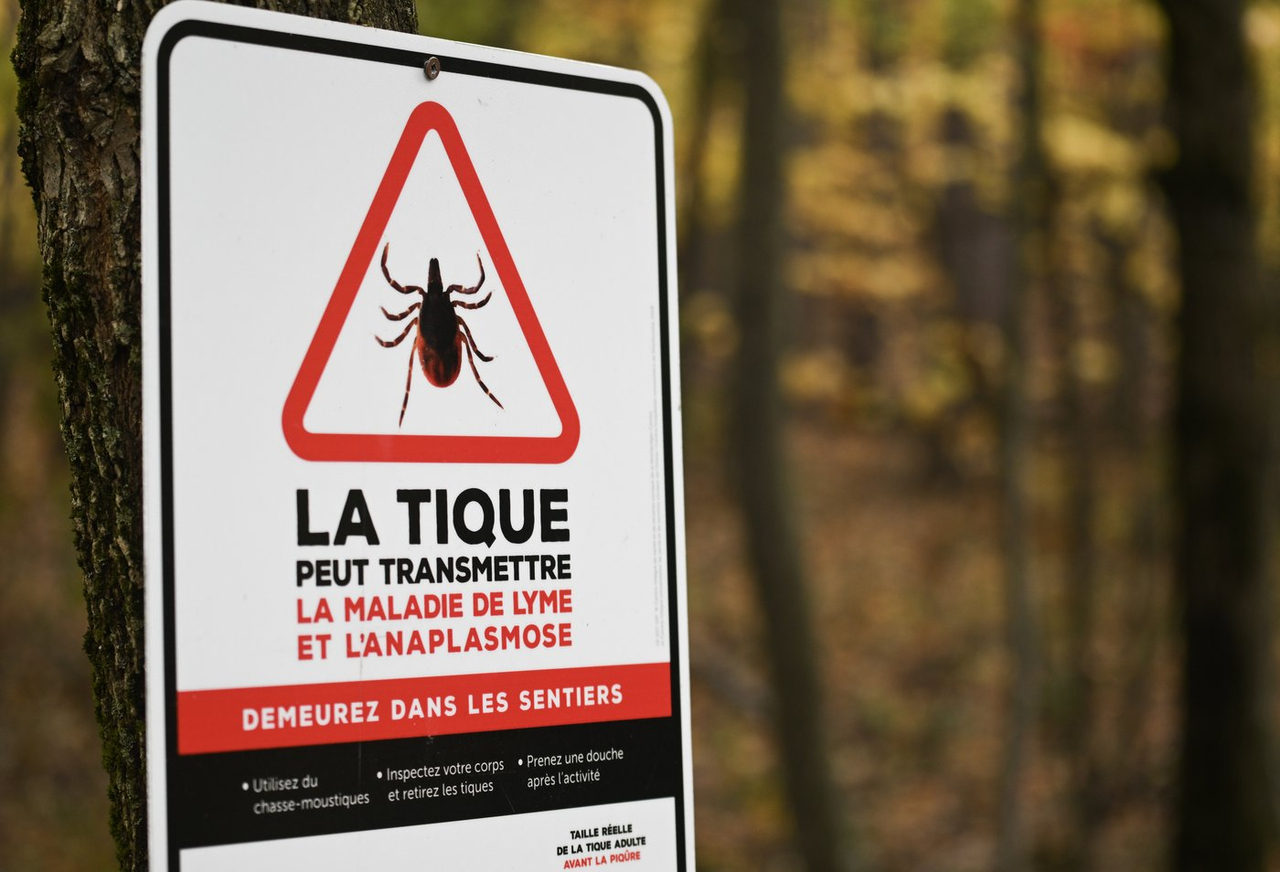 Montréal a enregistré son nombre de cas le plus élevé de maladie de Lyme en 2025