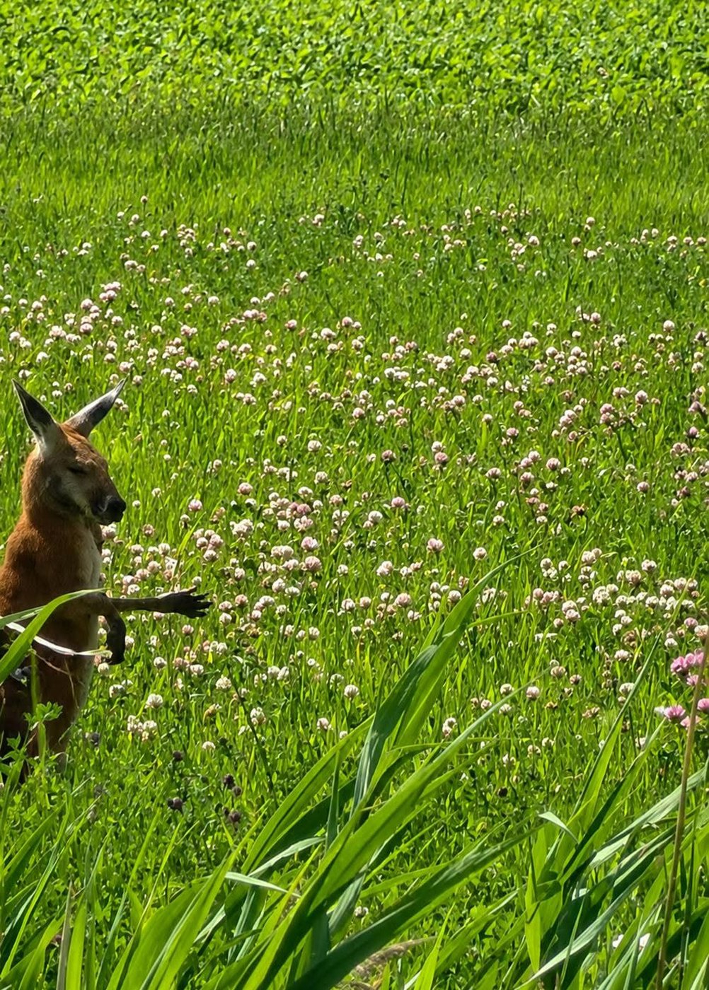 Le kangourou en fuite sur la Rive-Sud de Montréal a été capturé