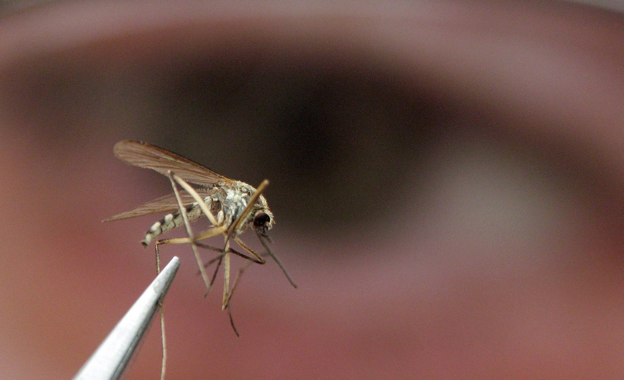 Des moustiques envahissants et un virus ont été détectés en Colombie-Britannique