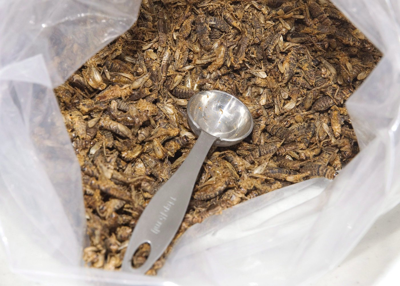 Plus de 40 % des participants à une étude sont ouverts à manger des insectes