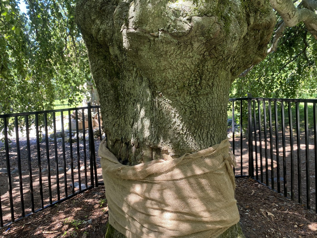 Un nouvel acte de vandalisme contre un arbre historique d'Halifax déjà endommagé