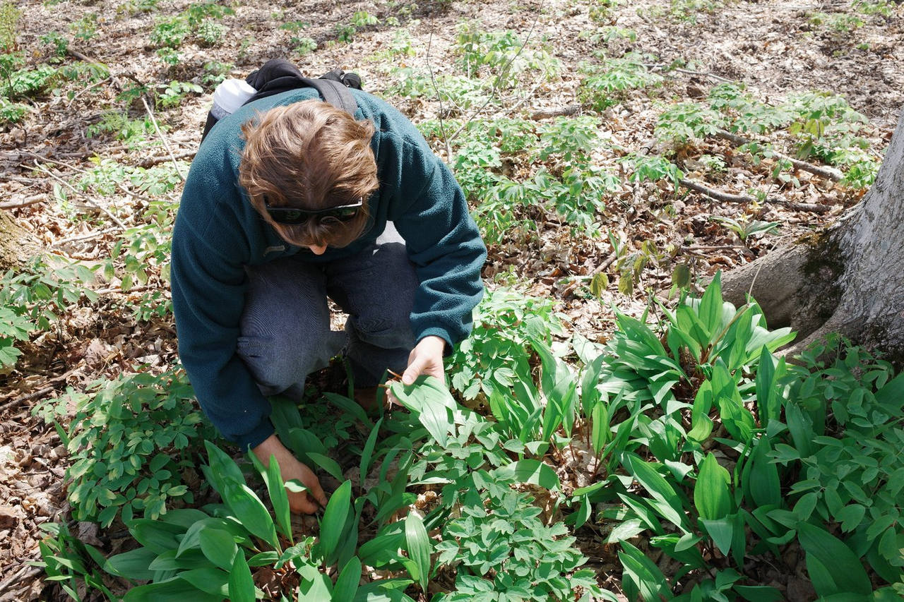 Des citoyens souhaitent pouvoir un jour mettre en marché un ail des bois cultivé