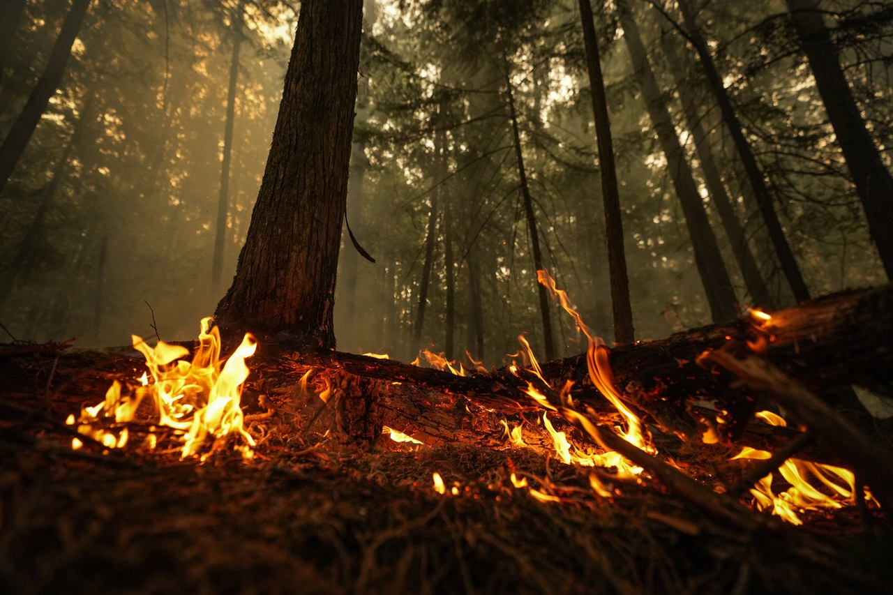 Le sol et la tourbe sont des sources majeures d'émissions liées aux feux de forêt