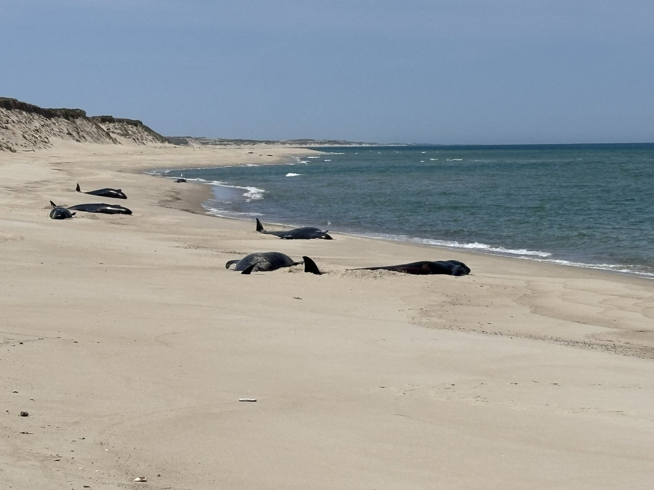 Mort de 16 globicéphales échoués sur une île de Nouvelle-Écosse