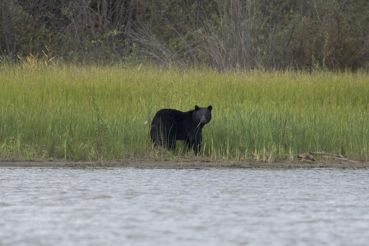 Un ours abattu par la GRC en C.-B. avait attaqué un enfant à Maple Ridge
