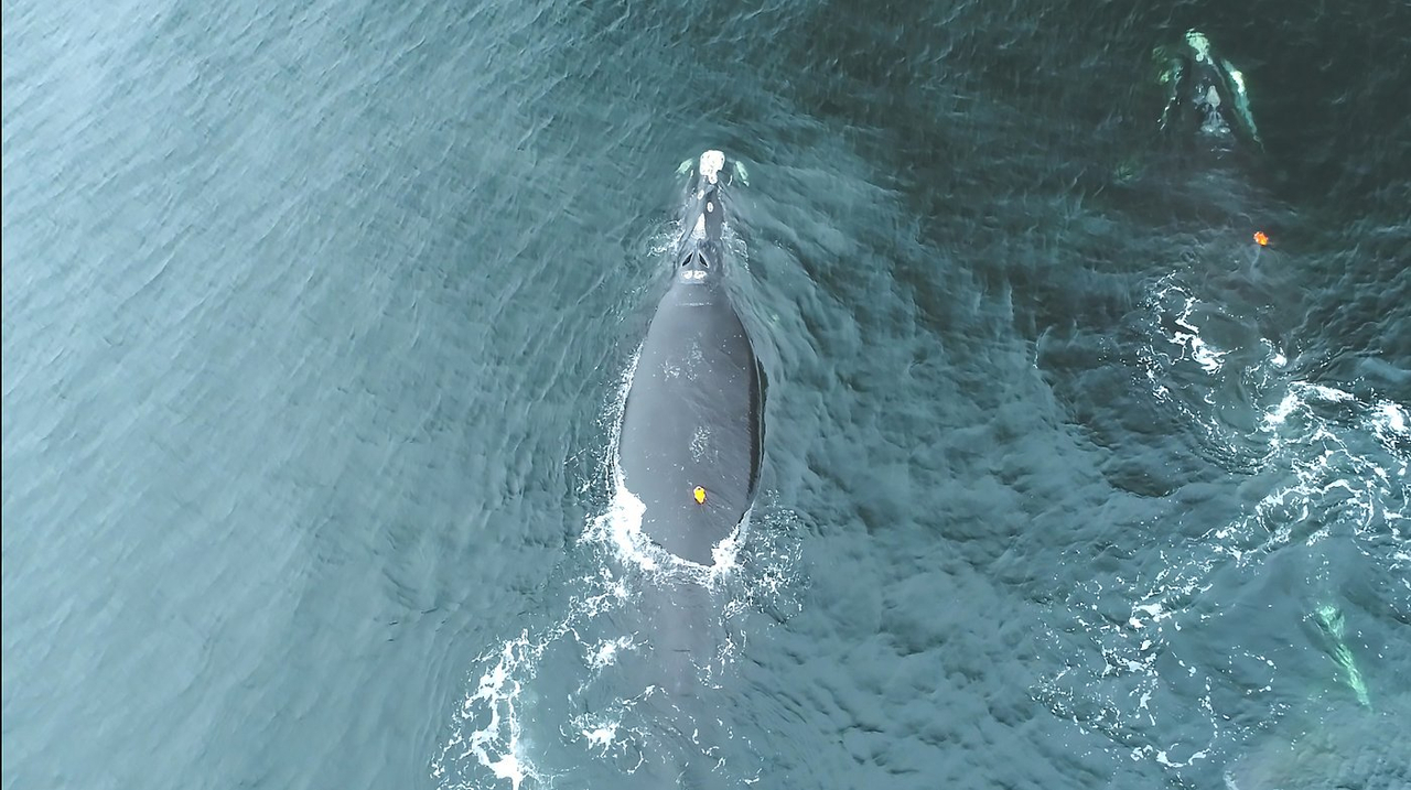 N.-É.: les baleines noires seraient plus à risque de collisions la nuit