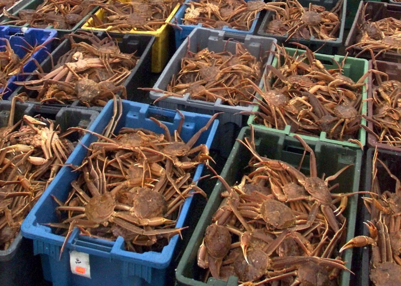 La France a des vues sur les crabes des neiges au large de Terre-Neuve