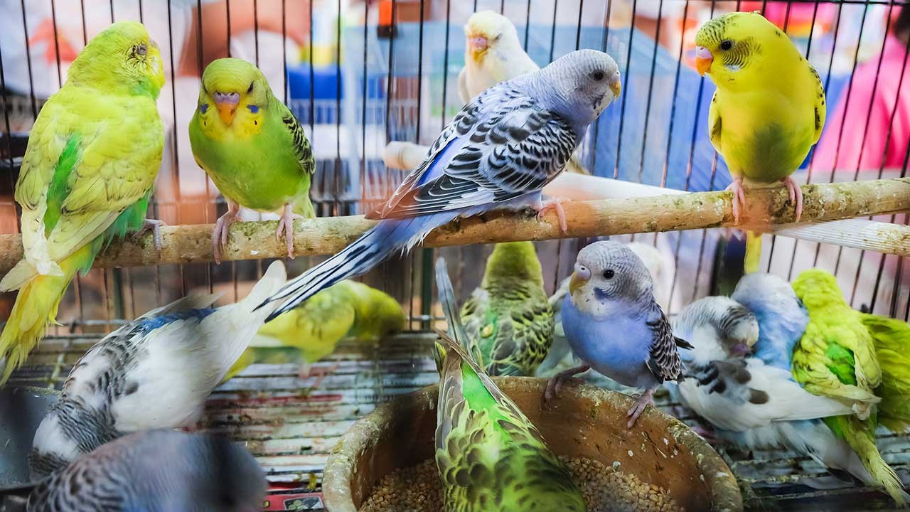L’alimentation des oiseaux exotiques de compagnie
