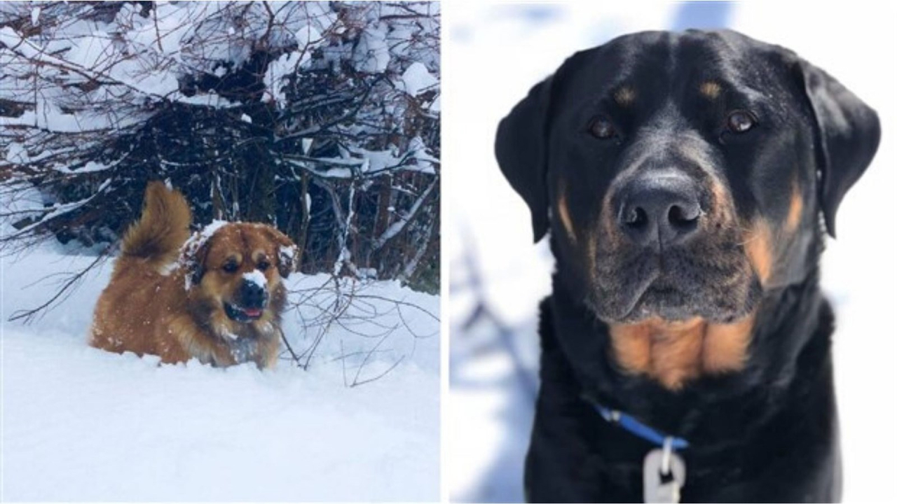 Le renouvellement de la médaille de votre chien ou votre chat doit être fait avant le 31 mars 2020.